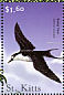 Sooty Tern  Onychoprion fuscatus