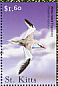 Red-billed Tropicbird Phaethon aethereus