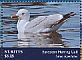 European Herring Gull Larus argentatus