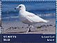 Iceland Gull Larus glaucoides