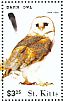 American Barn Owl Tyto furcata