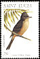 Lesser Antillean Pewee Contopus latirostris  1998 Birds 
