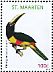 Black-necked Aracari Pteroglossus aracari  2012 Birds 