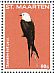 Swallow-tailed Kite Elanoides forficatus