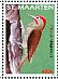 Golden-olive Woodpecker Colaptes rubiginosus  2014 Birds Sheet