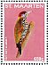 Golden-collared Woodpecker Veniliornis cassini  2014 Birds Sheet