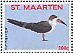 Black Skimmer Rynchops niger  2017 Birds Sheet