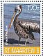 Brown Pelican Pelecanus occidentalis  2017 Birds Sheet