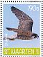 Peregrine Falcon Falco peregrinus