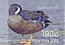 Blue-winged Teal Spatula discors  2019 Biirds of Sint Maarten Sheet, sa