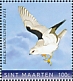 Black-winged Kite Elanus caeruleus