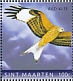 Red Kite Milvus milvus  2020 Birds of prey 