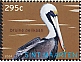 Brown Pelican Pelecanus occidentalis