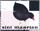 Common Gallinule Gallinula galeata
