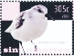 Sanderling Calidris alba