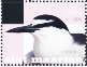 Bridled Tern Onychoprion anaethetus