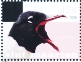 Laughing Gull Leucophaeus atricilla