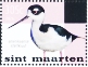 Black-necked Stilt Himantopus mexicanus