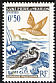 Common Eider Somateria mollissima  1963 Birds 