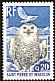 Snowy Owl Bubo scandiacus