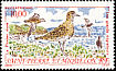 European Golden Plover Pluvialis apricaria