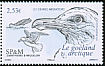 Iceland Gull Larus glaucoides  2006 Iceland Gull 
