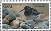 Purple Sandpiper Calidris maritima