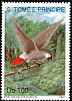 Grey Parrot Psittacus erithacus  1991 Jako 
