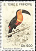 Channel-billed Toucan Ramphastos vitellinus  1992 Birds 
