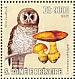 African Wood Owl  Strix woodfordii