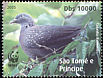 Sao Tome Olive Pigeon Columba thomensis  2008 WWF 