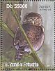 Northern Pygmy Owl Glaucidium californicum  2011 Owls Sheet