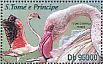 Greater Flamingo Phoenicopterus roseus  2013 Birds  MS