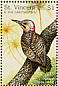 Northern Flicker Colaptes auratus