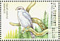 Eurasian Goshawk Accipiter gentilis