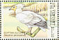 Egyptian Vulture Neophron percnopterus