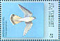 American Kestrel Falco sparverius  2001 Birds of prey  MS