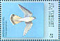 American Kestrel Falco sparverius