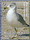 Ring-billed Gull Larus delawarensis  2009 Seabirds Sheet