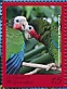 Cuban Amazon Amazona leucocephala  2018 Caribbean parrots Sheets