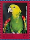 Yellow-headed Amazon Amazona oratrix  2018 Caribbean parrots Sheets