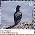 Black Vulture Coragyps atratus  2020 Black Vulture Sheet