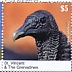 Black Vulture Coragyps atratus