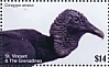 Black Vulture Coragyps atratus