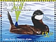 Ruddy Duck Oxyura jamaicensis  2019 Ducks Sheet