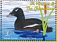 Velvet Scoter Melanitta fusca  2019 Ducks Sheet