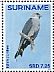 Plumbeous Kite  Ictinia plumbea