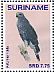 Grey-lined Hawk  Buteo nitidus
