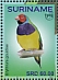 Gouldian Finch Chloebia gouldiae