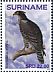 Ayres's Hawk-Eagle Hieraaetus ayresii